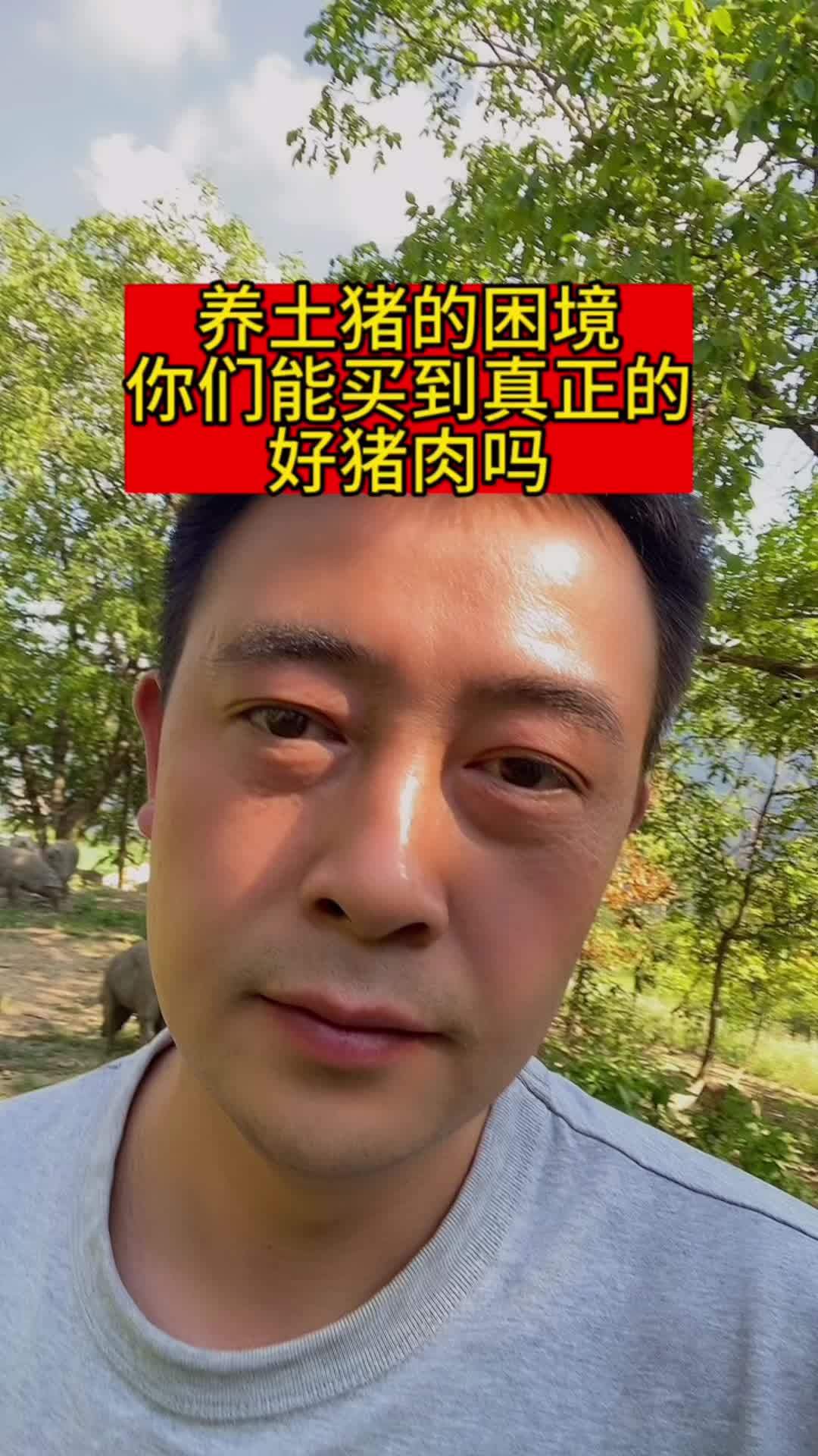 你们能买到真正的好猪肉吗?原生态散养土黑猪 新农人计划2023 正宗土猪肉 有种养殖叫野外