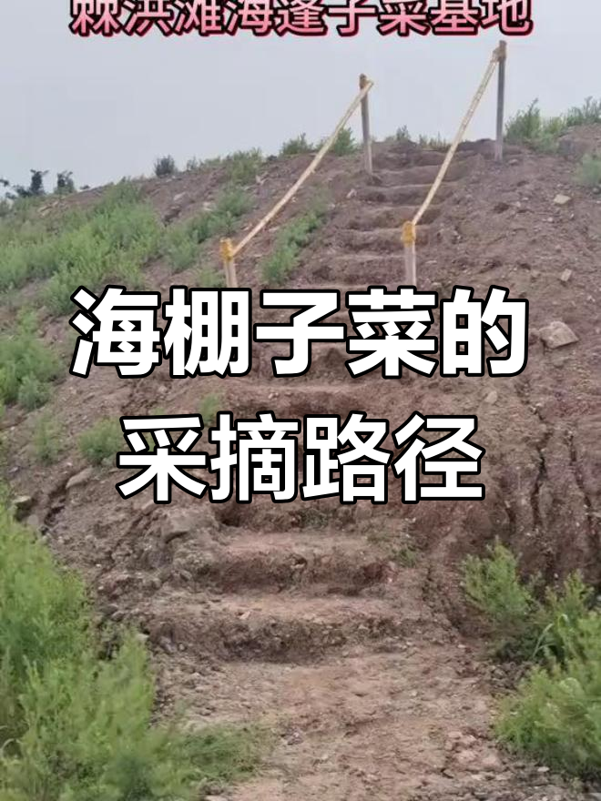 摞海蓬子菜路线全攻略,四个视频带你走遍