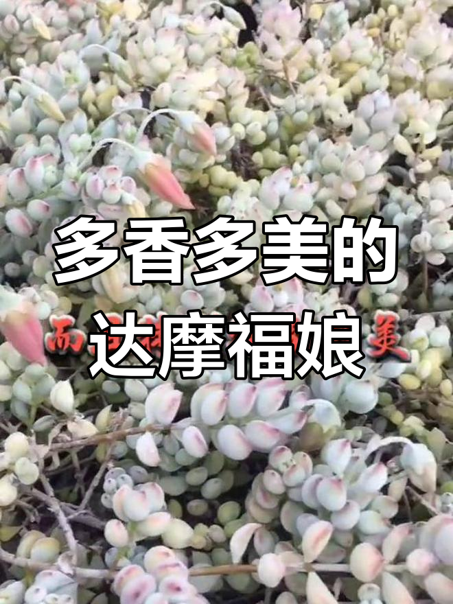 达摩福娘:香气四溢的多肉,开花如铃铛般美丽
