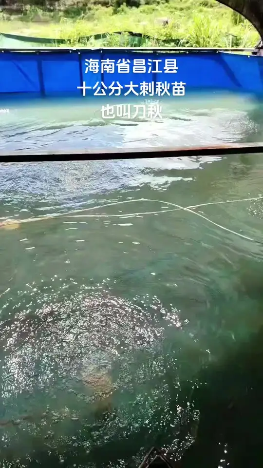 刺秋鱼苗养殖有哪些要点和技巧？
