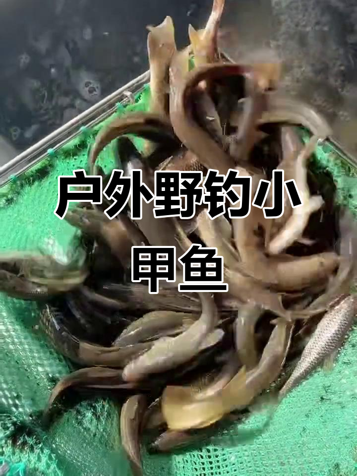 野生河杂鱼大丰收,柳根穿丁麦穗春夜钓鲫