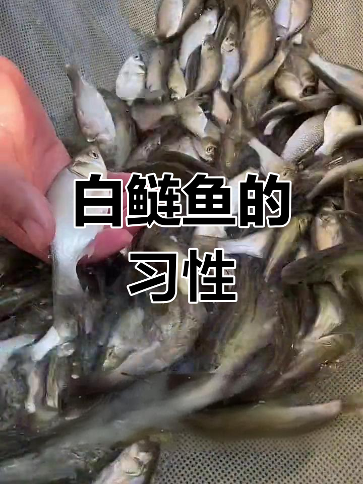 白鲢鱼广泛分布,食性杂,常见于各种水域