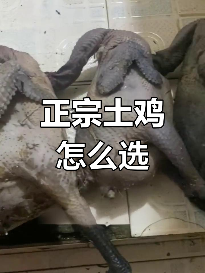 土鸡品种揭秘:如何挑选正宗炖汤的土鸡