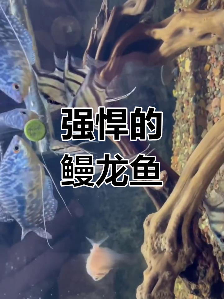 鳗龙鱼:凶猛好斗,唯一能与虎皮鱼混养的观赏鱼