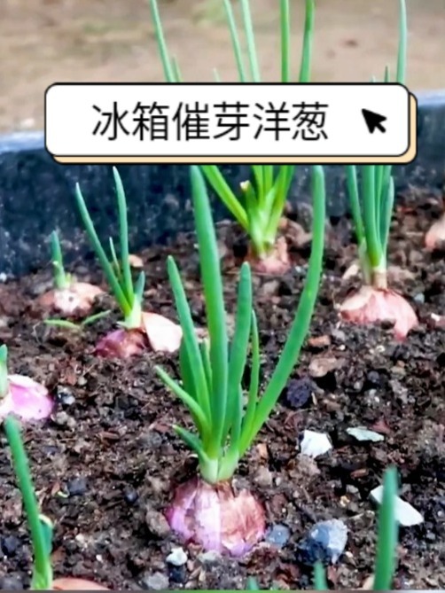 冰箱催芽洋葱,炒鸡蛋鲜香美味