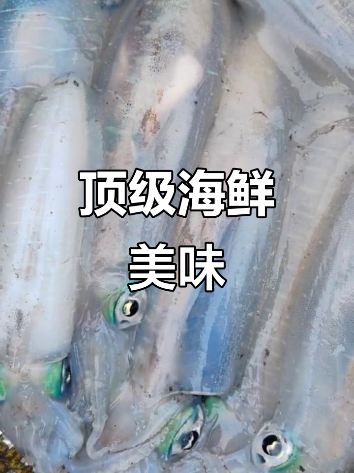 大尾软丝鱿鱼,口感鲜美,肉质嫩滑,堪称海鲜中的极品