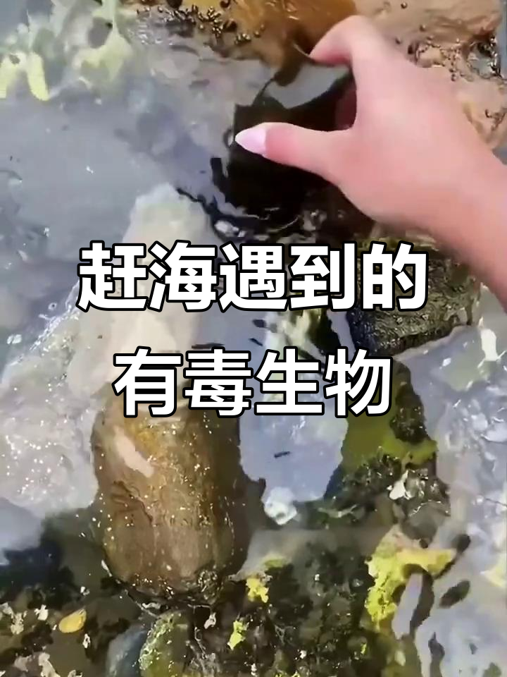 赶海捡到这些,有毒吗?教你分辨鲨鱼蛋、蓝环章鱼等