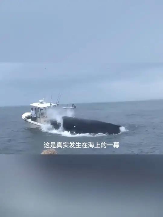 鲭鱼你吃过吗?营养价值比三文鱼,金枪鱼还高!