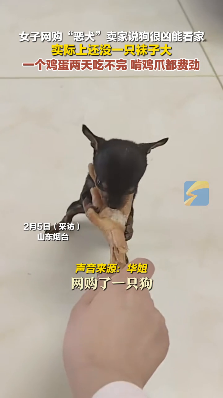 女子网购“恶犬”卖家说狗很凶能看家 实际上还没一只袜子大