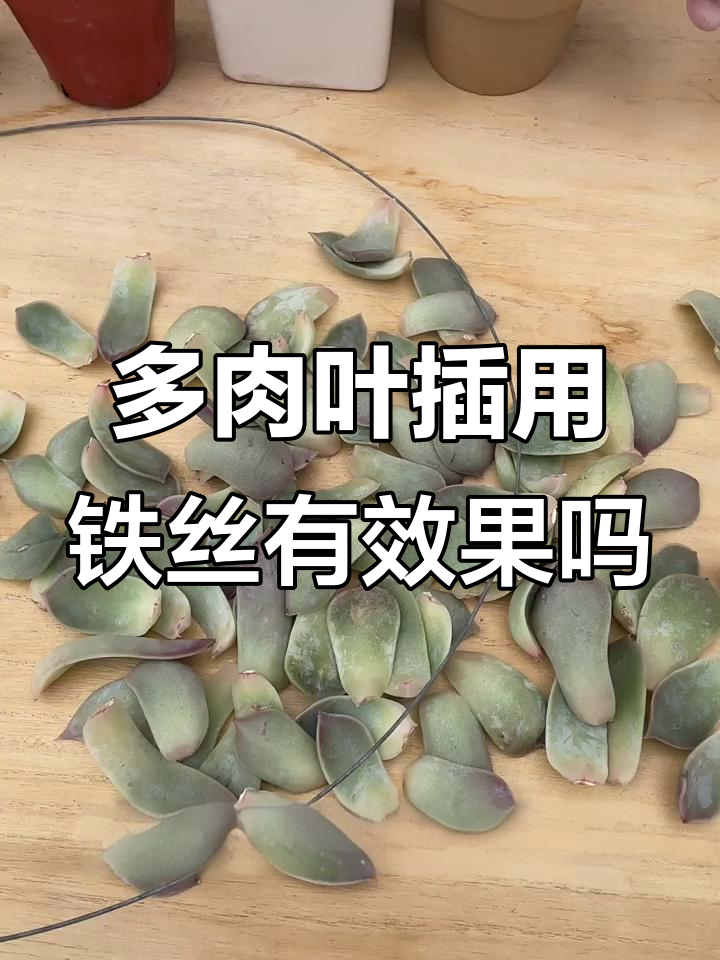 铁丝穿叶能促进发芽?多肉叶片实验大揭秘