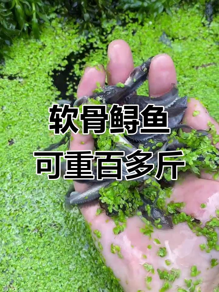 软骨鲟鱼能长百斤,最大可达四十美金