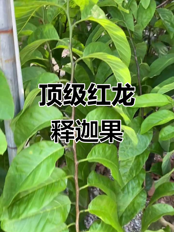 红龙释迦果新品种,高颜值、细腻口感,营养丰富