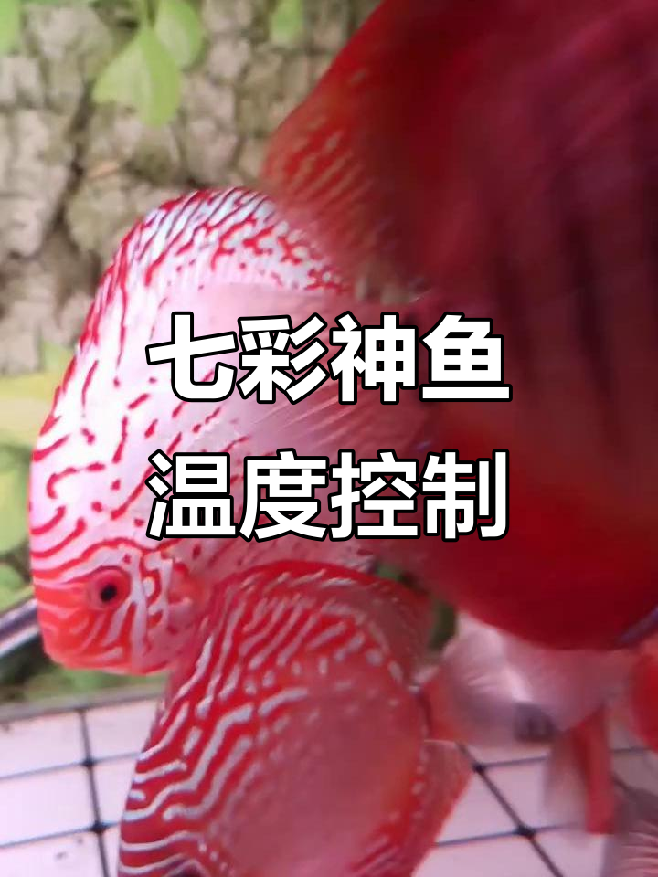 七彩神仙鱼温度调节技巧,喂食汉堡需注意