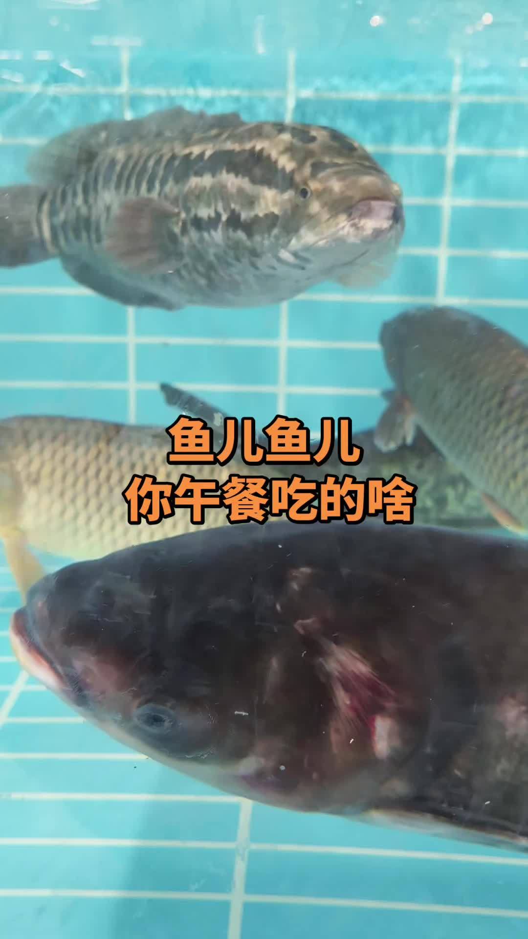 #真实生活分享官 鱼儿午餐吃什么