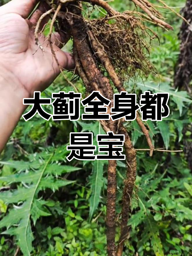 大蓟:从根到芽都能吃,炖汤炒菜样样行