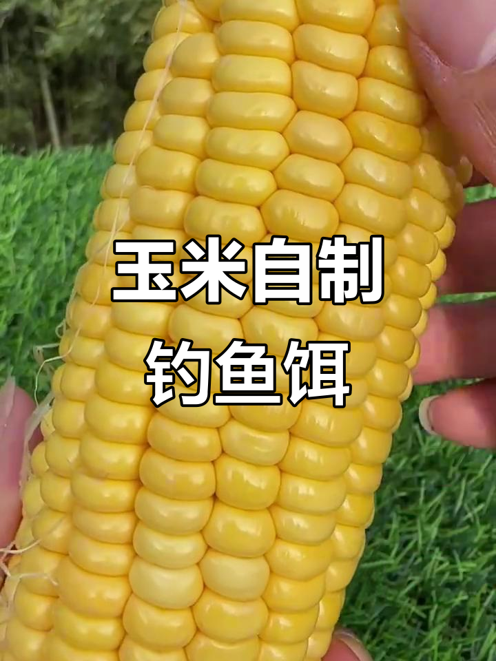 自制玉米饵料钓不到鱼?试试这个配方,连自己都忍不住吃!