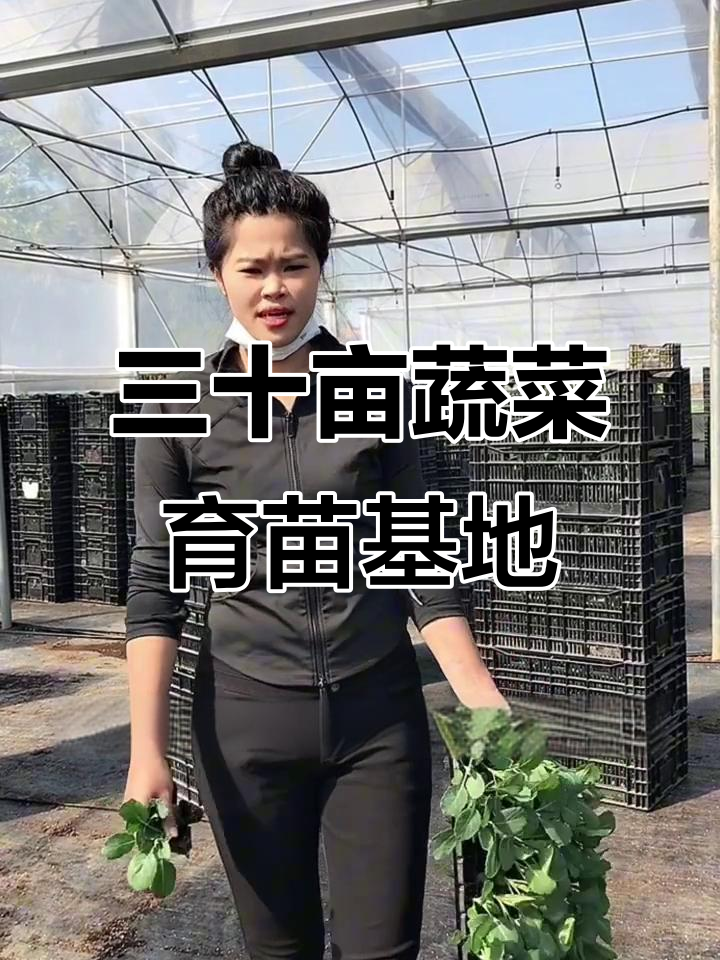 30亩蔬菜育苗基地,标准化管理助力高效种植