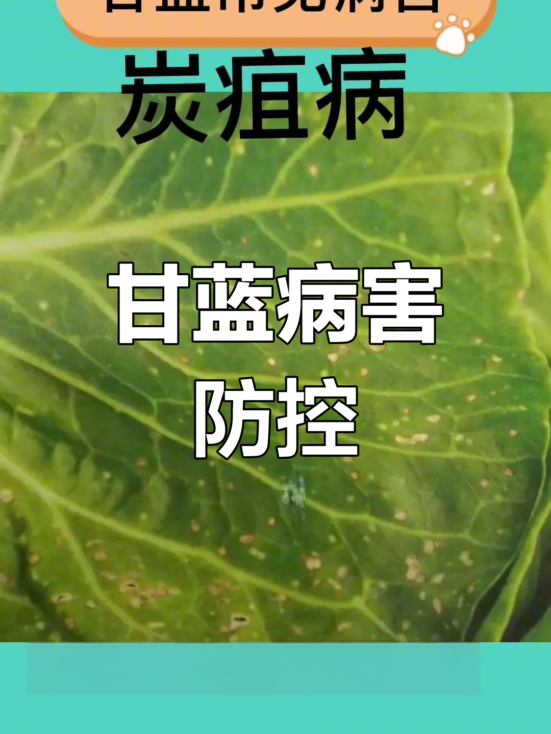 甘蓝病害防治技巧,农民必看