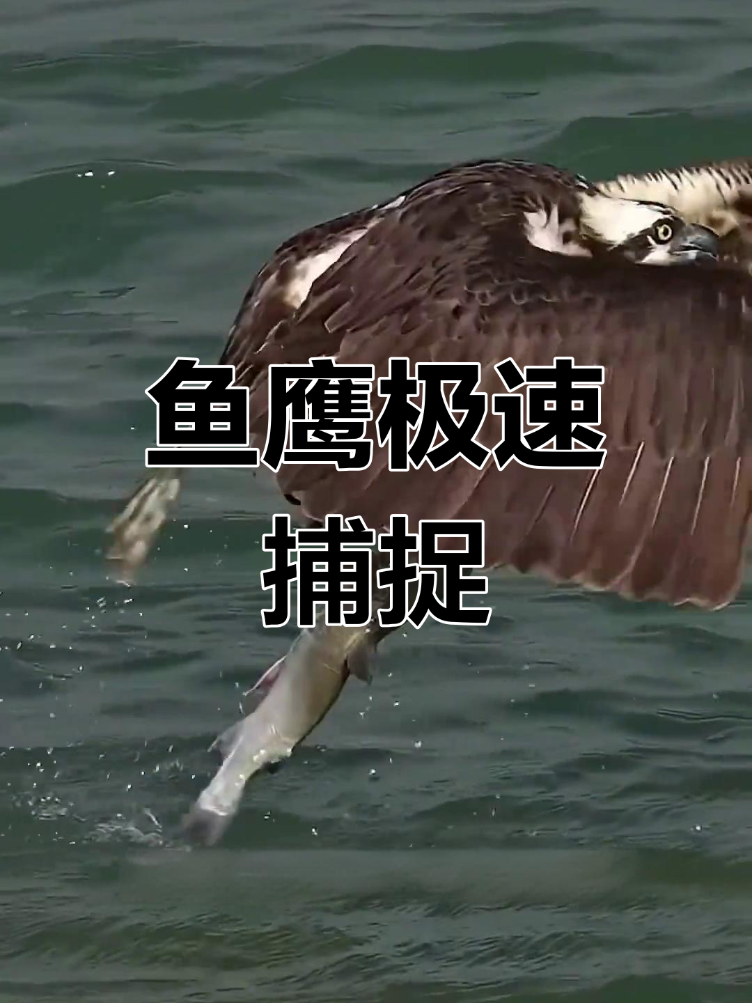 鱼鹰捕食瞬间:从高空到抓获猎物只需几秒
