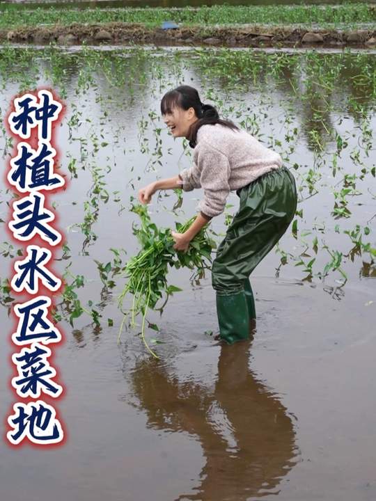 今日种多文冷泉空心菜，此地为冷泉水首灌菜地