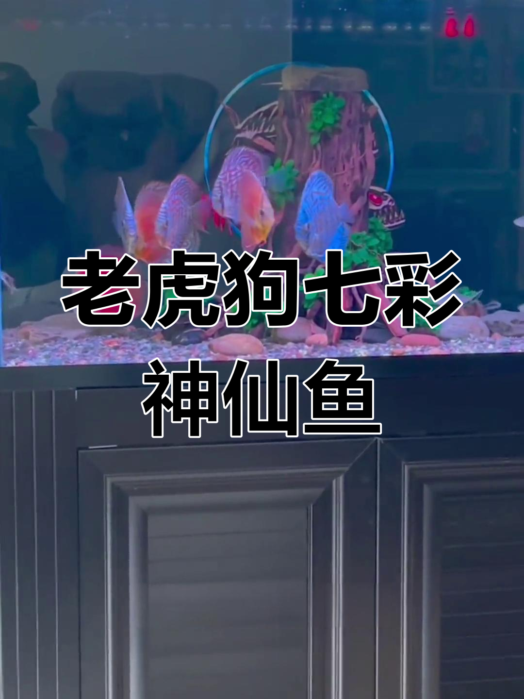 老虎狗七彩神仙鱼入缸实拍,搭配黑色背景与鹅卵石,效果惊艳!