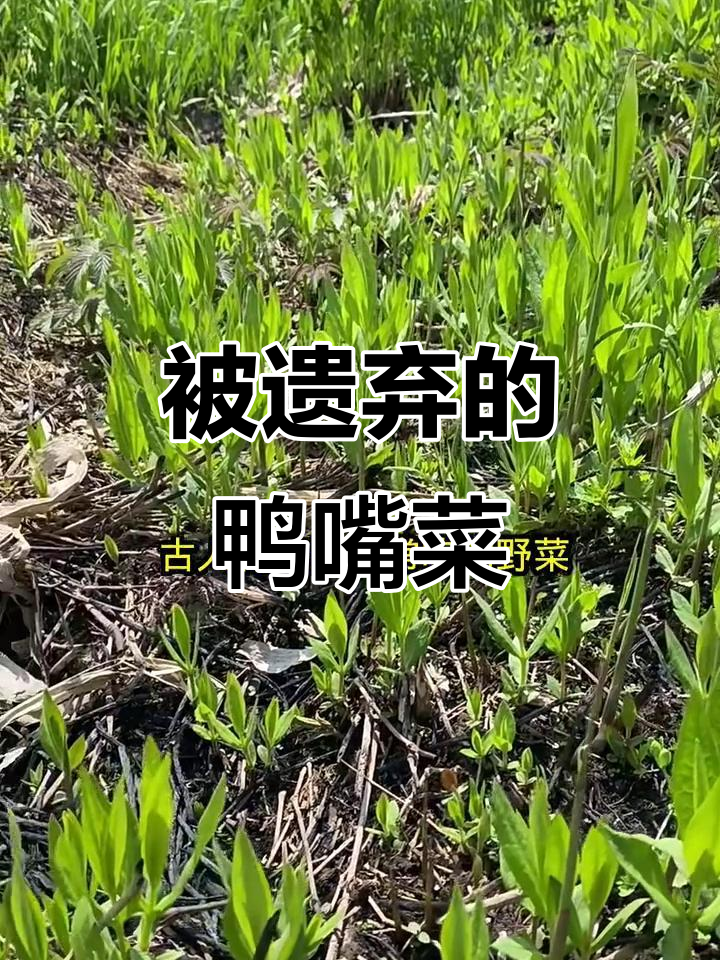 鸭嘴菜:曾是常见野菜的繁缕,如今被遗忘