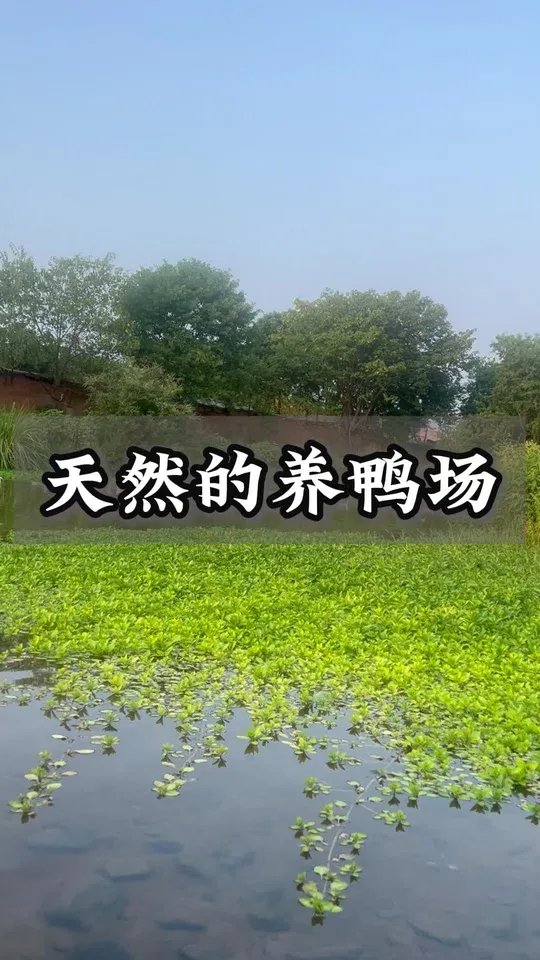 茶陵农家散养土鸭,天然场地孕育美味血鸭!