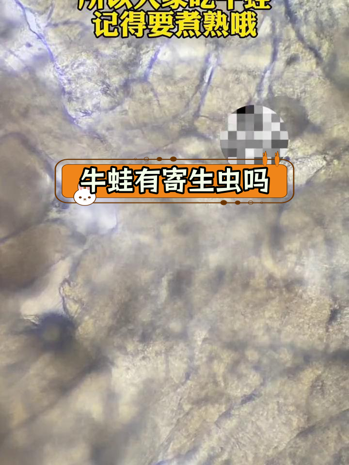 显微镜下的牛蛙寄生虫揭秘