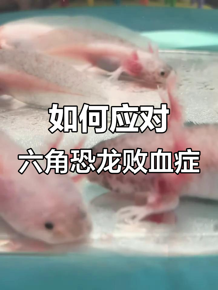 六角恐龙败血症症状与预防措施