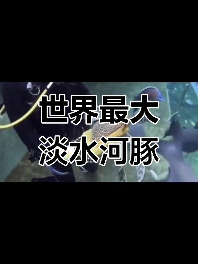 皇冠狗头:世界最大淡水河豚,喂食瞬间超惊艳
