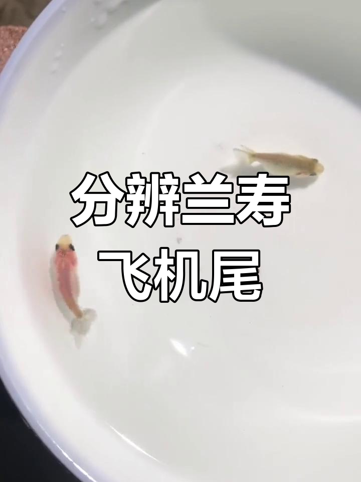 如何辨别兰寿金鱼中的飞机尾,挑选小苗技巧揭秘