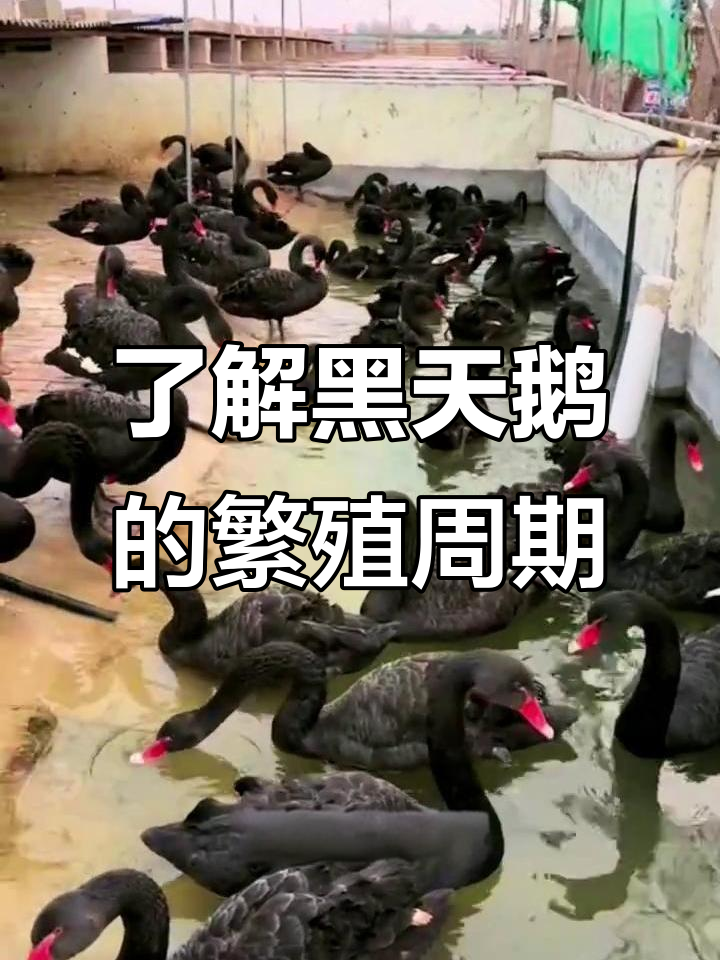 黑天鹅养殖基地，公母配对与产卵全揭秘