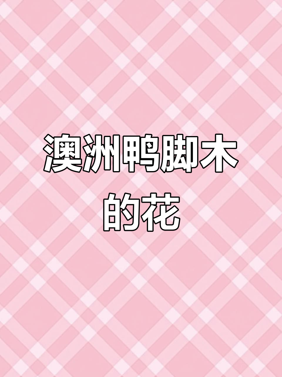 澳洲鸭脚木开花,美丽独特让人惊艳