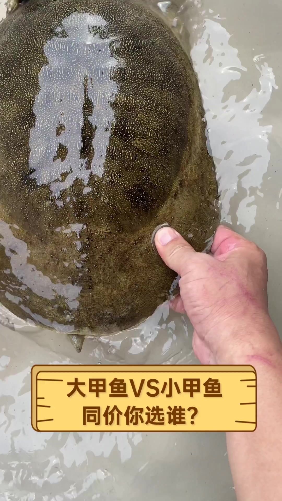 大甲鱼VS小甲鱼,同价你选谁?