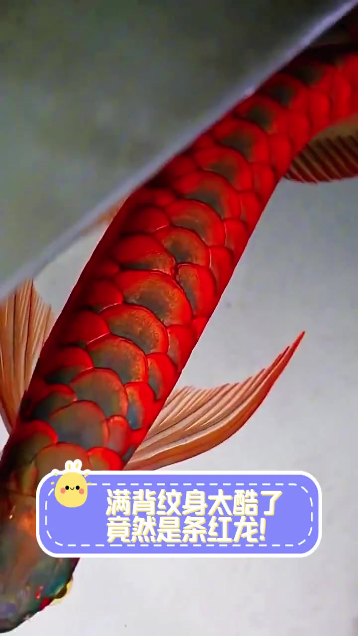 满背纹身太酷了,竟然是条红龙!