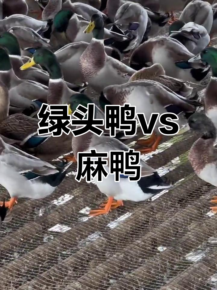 绿头鸭与麻鸭的区别:飞行能力、外貌特征和口感全解析