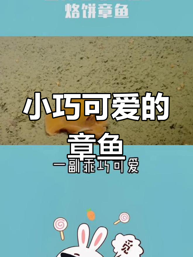 可爱烙饼章鱼,深水区的萌物