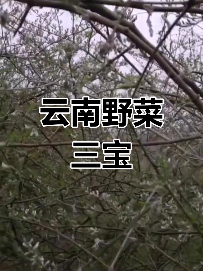 苦刺花、棠梨花与红花:云南山里的中药宝藏