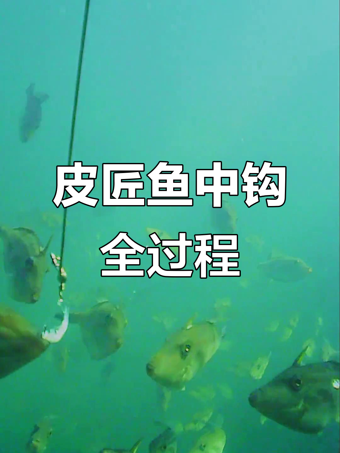 水下拍摄皮匠鱼吃饵,竹竿单刀技巧大揭秘