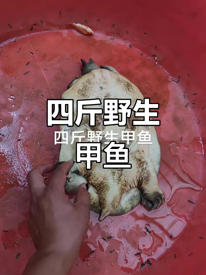 野生甲鱼重四斤,眼神凶猛,营养价值高