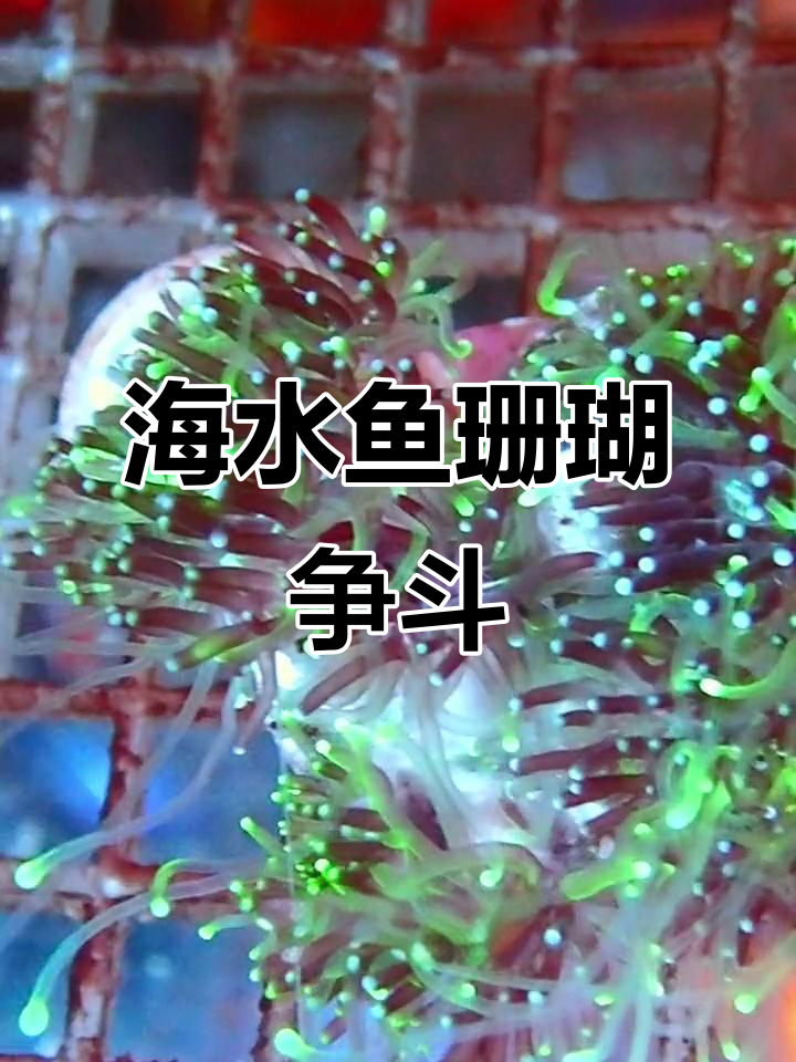 海水鱼珊瑚打架大作战,谁能笑到最后?