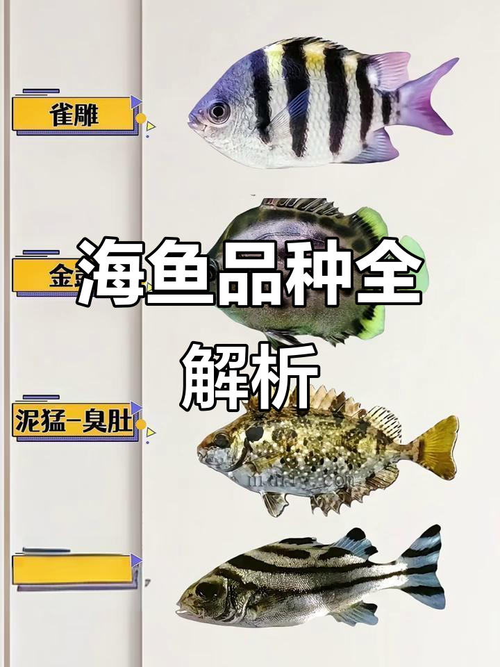 常见海鱼种类大揭秘，钓鱼人的快乐你懂吗？