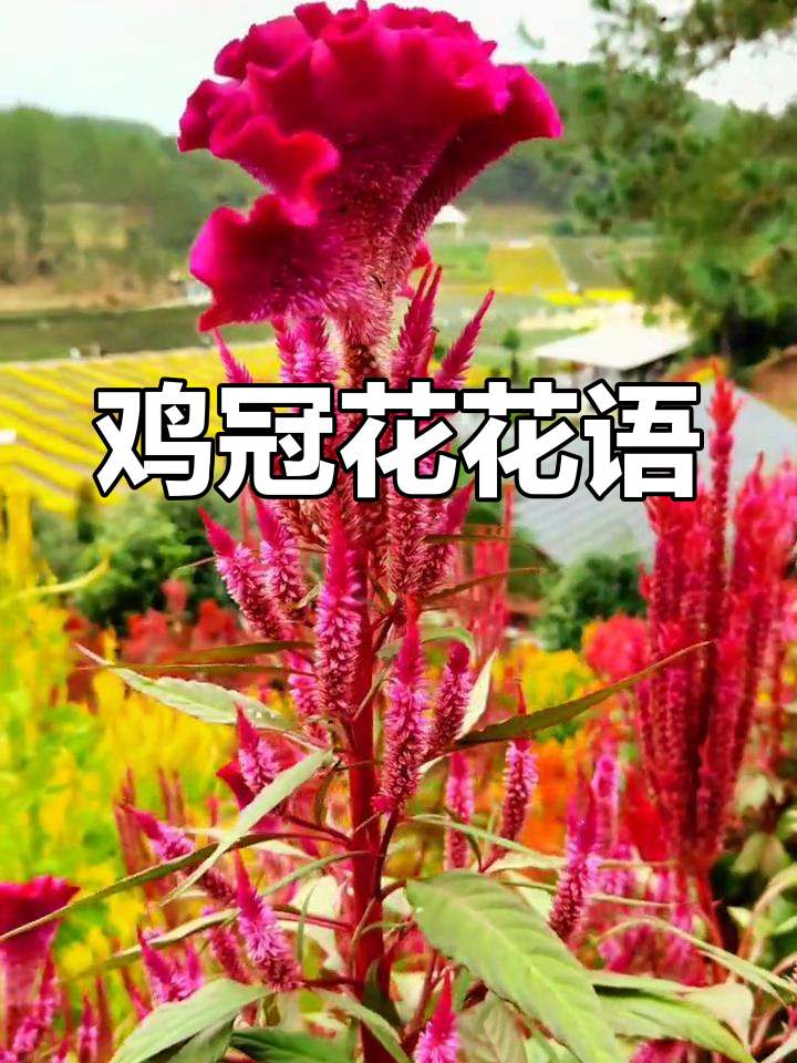 鸡冠花:秋天的象征与爱情之语