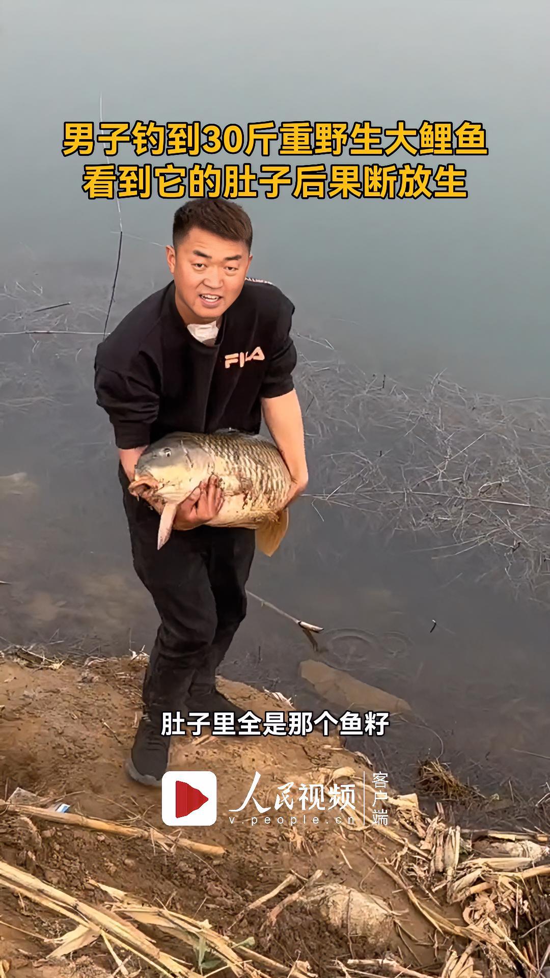 男子钓到30斤重野生大鲤鱼,看到它的肚子后果断放生 暖心正能量