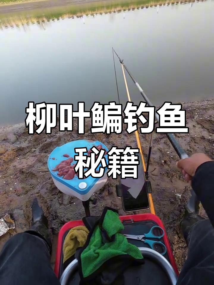 柳叶鳊鸭肝诱鱼无敌,长江钓手必备技巧