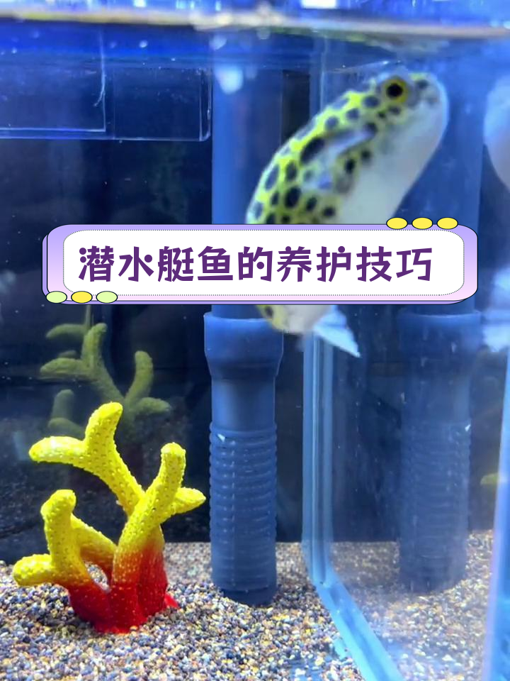 潜水艇鱼饲养全攻略:如何正确喂养与观察状态