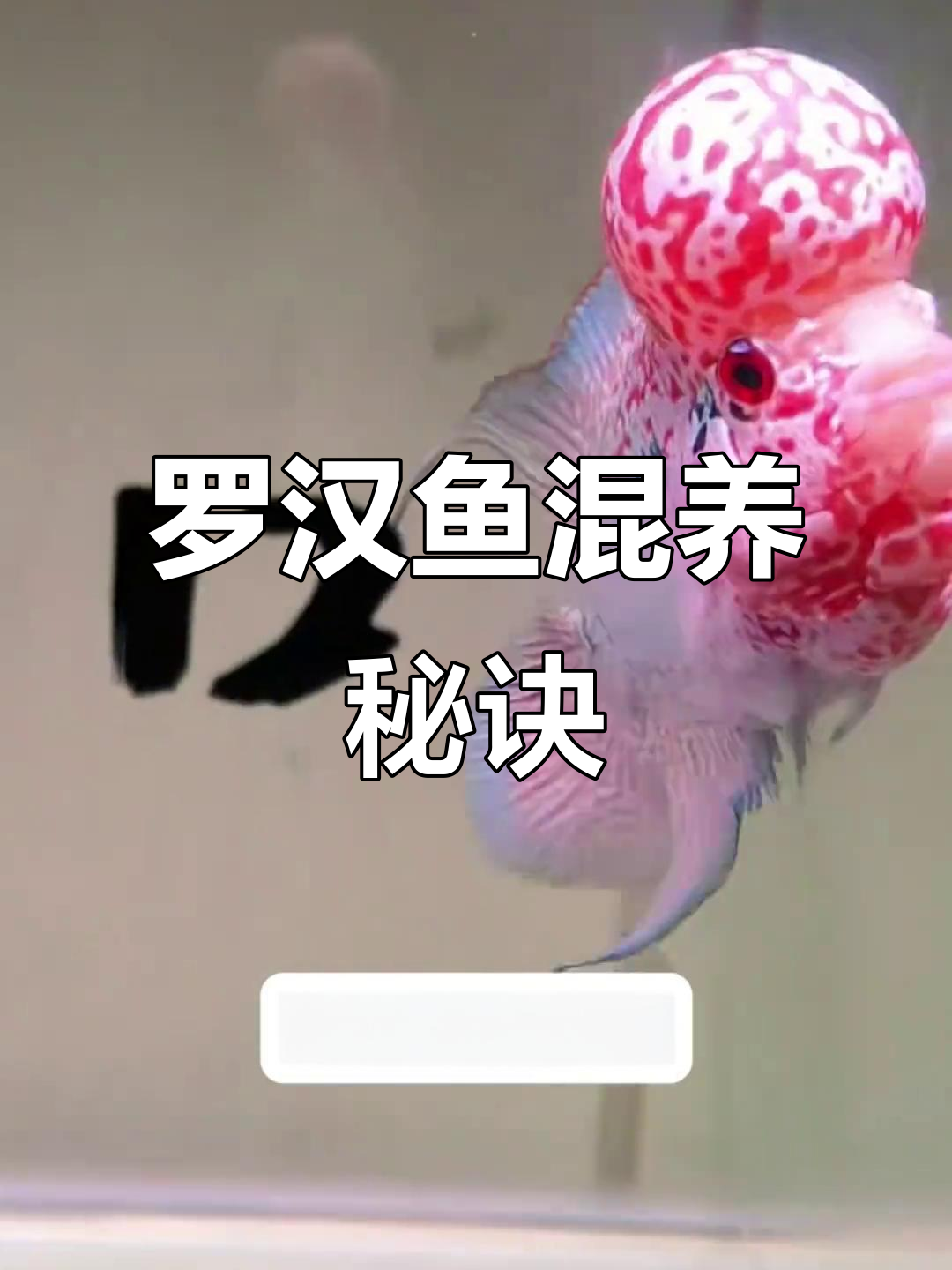 罗汉鱼苗混养技巧:如何让它们健康成长