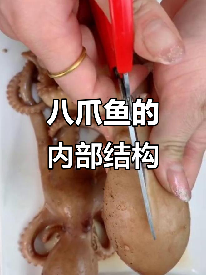 八爪鱼爆头大揭秘,心脏、黄和墨囊全都有