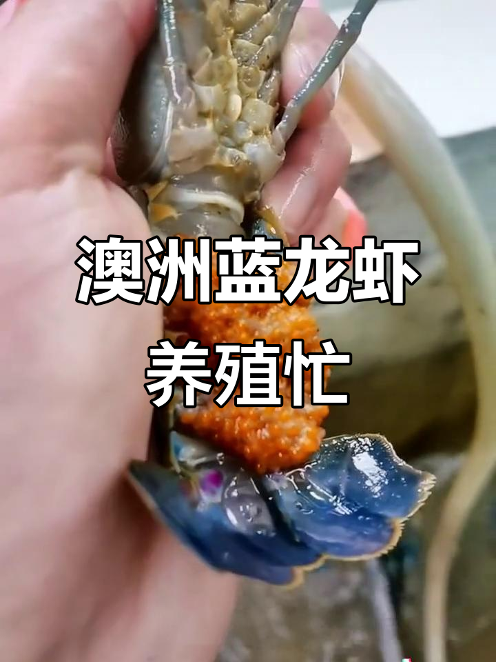 澳洲蓝龙虾投苗季,养虾人忙碌的季节来临