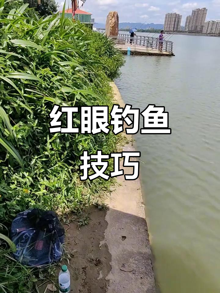 红眼鱼最佳钓法:白天使用串钩,鸭饲料打窝
